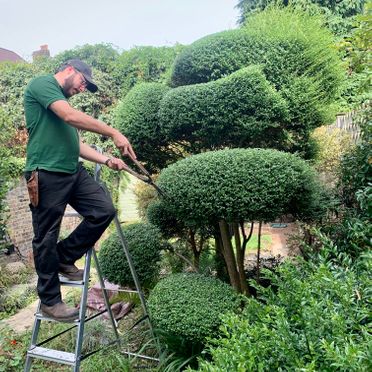 Hedge Trimming