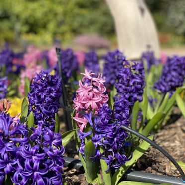 Garden Planting